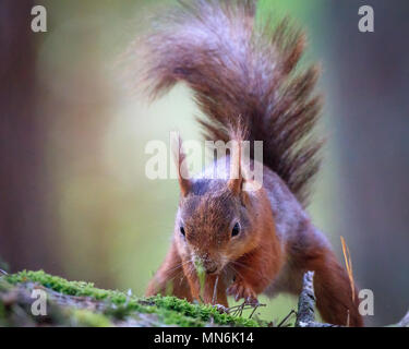 Eichhörnchen (Sciurus vulgaris) begräbt eine Mutter oder Samen in den Boden auf dem Waldboden. Tannennadeln und Schmutz fliegt aus dem Graben von Tatzen. Stockfoto