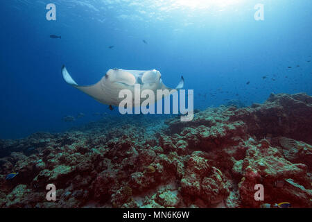 Mantaray, Manta, Riesenmanta, Mantarochen, Manta birostris, (Manta birostris) Stockfoto