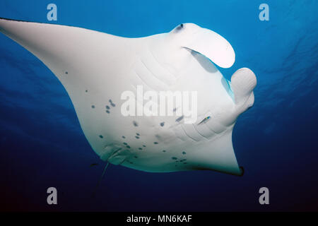 Mantaray, Manta, Riesenmanta, Mantarochen, Manta birostris, (Manta birostris) Stockfoto