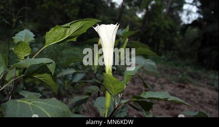 Nahaufnahme Datura innoxia und weiße Blume im Winter. Stockfoto