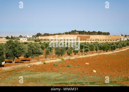 Olive Tree Kultur in einer gelben Gras Feld Stockfoto
