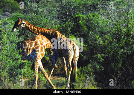 Afrika – Nahaufnahme der Kämpfe der Wilden Giraffen in der südafrikanischen Wildnis. Stockfoto