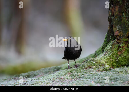 Schwarzer Vogel auf einem kalten Morgen in der Nähe von Lockerbie. Schottland. Stockfoto