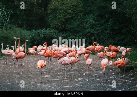 Flamingo oder Pack von Flamingo im Zoo von Prag Stockfoto