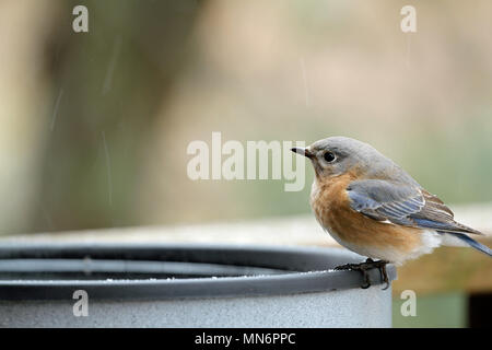 Nahaufnahme einer weiblichen Eastern bluebird (Sialia sialis) am Rande einer beheizten Birdbath im Winter während ein leichter Schnee Stockfoto