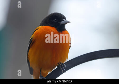 Nahaufnahme eines männlichen Nördlichen Oriole (Icterus galbula) auf einem schmiedeeisernen Anlage Haken im Frühjahr gehockt Stockfoto