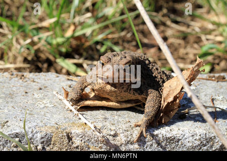 In der Nähe von einem jugendlichen Fowler Kröte (Anaxyrus Fowleri) auf einer Garten Stein neben Blatt Wurf im Frühjahr Stockfoto