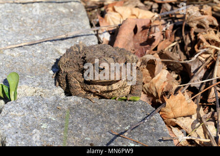 In der Nähe von einem jugendlichen Fowler Kröte (Anaxyrus Fowleri) auf einer Garten Stein neben Blatt Wurf im Frühjahr Stockfoto