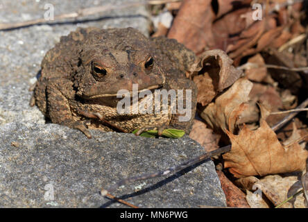 In der Nähe von einem jugendlichen Fowler Kröte (Anaxyrus Fowleri) auf einer Garten Stein neben Blatt Wurf im Frühjahr Stockfoto