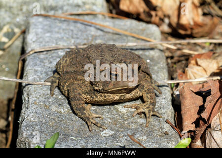 In der Nähe von einem jugendlichen Fowler Kröte (Anaxyrus Fowleri) auf einer Garten Stein neben Blatt Wurf im Frühjahr Stockfoto