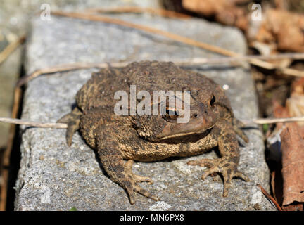 In der Nähe von einem jugendlichen Fowler Kröte (Anaxyrus Fowleri) auf einer Garten Stein neben Blatt Wurf im Frühjahr Stockfoto