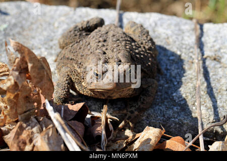 In der Nähe von einem jugendlichen Fowler Kröte (Anaxyrus Fowleri) auf einer Garten Stein neben Blatt Wurf im Frühjahr Stockfoto