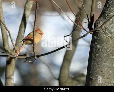 Eine weibliche Nördliche Kardinal (Cardinalis cardinalis) auf eine Niederlassung eines Ahorn Baum während einer Massachusetts winter gehockt Stockfoto