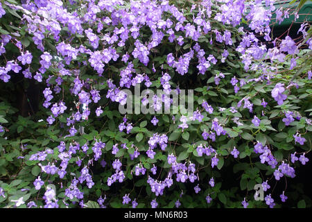 Streptocarpus caulescens oder als Nicken Veilchen Anlage mit blühenden Blumen bekannt Stockfoto