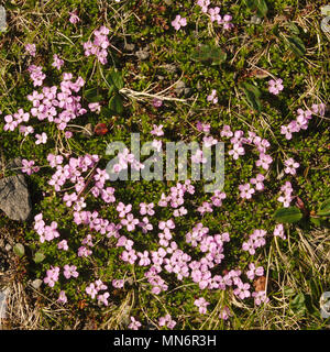 Rosa Kissen Blumen wachsen auf dem felsigen Boden der Nordkap in keineswegs abträgig. Kleine rosa Blumen mit Kiesel, verzweigte und Gras umgeben. Stockfoto