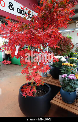 Japanischer Ahorn oder auch als Acer palmatum Osakazuki bekannt Stockfoto