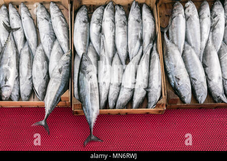 Frisch gefangener Fisch in Holzkisten auf einem Markt, ordentlich auf einer roten Oberfläche angeordnet, um die Frische der Meeresfrüchte einzufangen Stockfoto