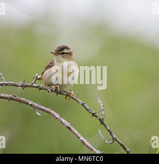 Juvenile Schilfrohrsänger (Acrocephalus Schoenobaenus) Stockfoto