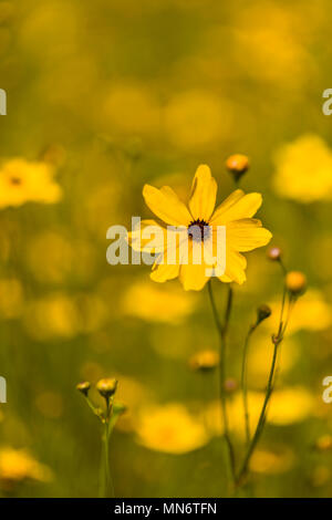 Nahaufnahme des Gelben Florida Veilchen (Coreopsis floridana) in voller Blüte im Myakka River State Park Sarasota Florida Stockfoto