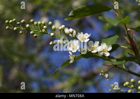 Cluster der frische junge weiße Blumen auf den Ästen eines Kanada red cherry tree im Frühjahr blühen Stockfoto