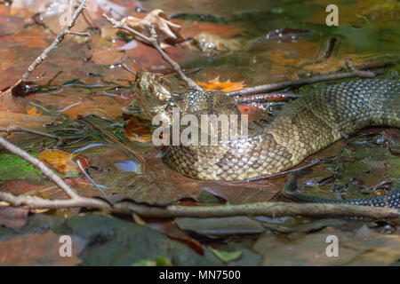 Ein erwachsener cottonmouth Snake. Stockfoto