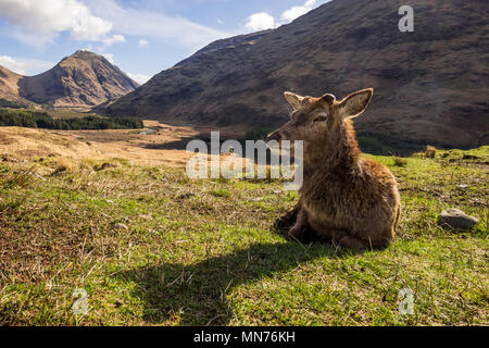 Red Deer Stag, nachdem er sein Geweih vergossen hatte. Schottland Stockfoto