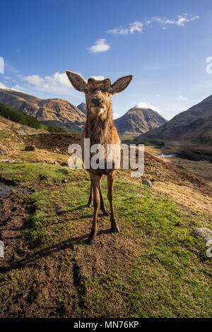 Red Deer Stag, nachdem er sein Geweih vergossen hatte. Schottland Stockfoto