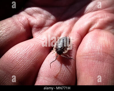 Nahaufnahme des Gemeinsamen glänzend Woodlouse (Oniscus asellus) auf die menschliche Hand Stockfoto