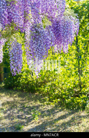 Wisteria Lane in Park. Chinesische Wisteria blühen auf Garten Hintergrund. Fabaceae Wisteria sinensis Blumen. Stockfoto