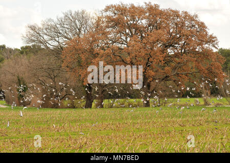 Vol de Tauben dans la campagne Aixoise Stockfoto