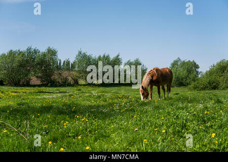 Allein braunes Pferd auf einer Kette Beweidung auf die grüne Wiese mit gelben Blumen gegen den blauen Himmel und Bäumen. Landwirtschaft. Ukrainische Pferde. Stockfoto