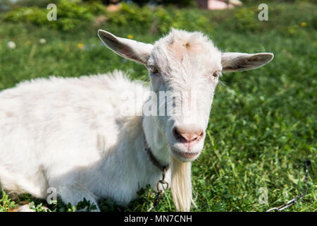 Close-up auf weißem lustig Bock auf eine Kette mit einem langen Bart Beweidung auf die grüne Weide Feld in einem sonnigen Tag. Landwirtschaft. Ukrainische Ziegen. Stockfoto