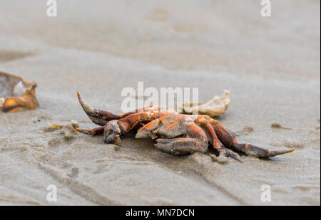 Krabbe auf Sand an einem Strand im Frühjahr in Großbritannien. Möglicherweise Europäische Grüne Crab (Carcinus maenas), aka Shore Crab & grüne Ufer Krabbe. Stockfoto