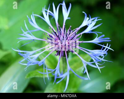 Kornblume (Centaurea montana) in voller Blüte Stockfoto