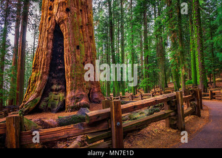 Alte General Sherman Baum im Sequoia Nationalpark Stockfoto