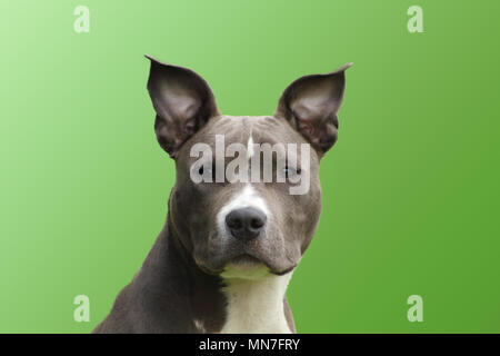 Porträt eines jungen amerikanischen Hund Staffordshire Terrier blau mit einer lebhaften Berühren suchen Stockfoto