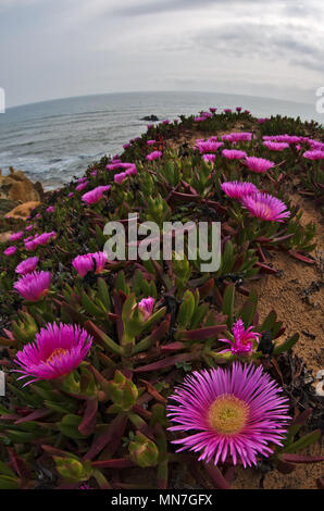 Gale Strand Szene, Fish-eye shot in Albufeira. Portugal Stockfoto