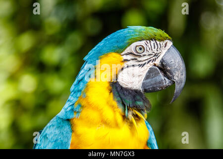 Blau-Gelb macaw, Portraitfotos. Bali Zoo. Indonesien. Stockfoto