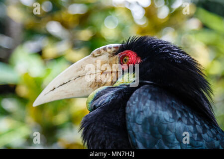 Weibliche Wreathed Hornbill, Portraitfotos. Bali Zoo. Indonesien. Stockfoto