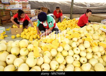 Shijiazhuan, Shijiazhuan, China. 14 Mai, 2018. Shijiazhuang, China, 14. Mai 2018: Bauern besetzt sind mit Verpackung Melonen in Shijiazhuang, nördlich der chinesischen Provinz Hebei. Credit: SIPA Asien/ZUMA Draht/Alamy leben Nachrichten Stockfoto