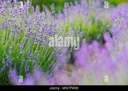 Nanjin, Nanjin, China. 13. Mai, 2018. Nanjing, China, 13. Mai 2018: Touristen die blühenden Lavendel Blumen genießen in Nanjing in der chinesischen Provinz Jiangsu. Credit: SIPA Asien/ZUMA Draht/Alamy leben Nachrichten Stockfoto