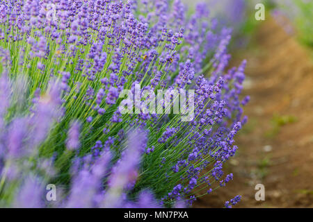 Nanjin, Nanjin, China. 13. Mai, 2018. Nanjing, China, 13. Mai 2018: Touristen die blühenden Lavendel Blumen genießen in Nanjing in der chinesischen Provinz Jiangsu. Credit: SIPA Asien/ZUMA Draht/Alamy leben Nachrichten Stockfoto