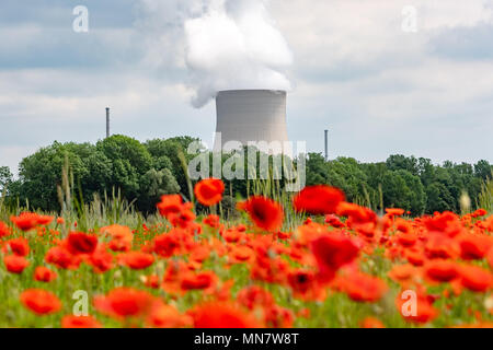 15. Mai 2018, Deutschland, Landshut: eine Wolke aus Dampf steigt aus dem Kühlturm des Kernkraftwerks Isar II hinter einem Feld von Mohn. Foto: Armin Weigel/dpa Stockfoto