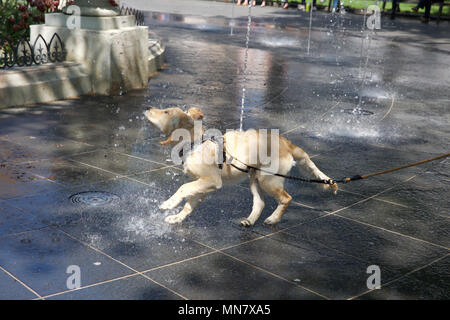 London, Großbritannien. 15 Mai, 2018. Ein großer Hund coolsl von Spielen im Wasser Brunnen in Leicester Square, London, die Wettervorhersage ist für den Rest der Woche Credit niedergelassen zu bleiben: Keith Larby/Alamy leben Nachrichten Stockfoto