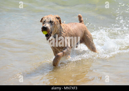 12 Jahre alten Spence die Terrier Hund mit einem Ball und läuft im Meer in der warmen Sonne am Strand Sandbänke, Poole Stockfoto