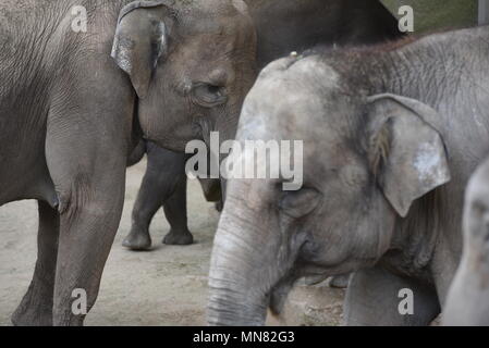 Madrid, Spanien. 14 Mai, 2018. Sumatra Elefanten in Zoo Madrid. Credit: Jorge Sanz/Pacific Press/Alamy leben Nachrichten Stockfoto