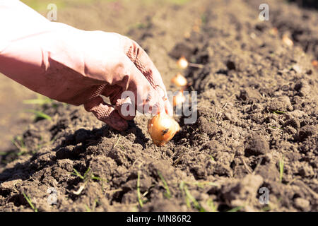 Hand der Frau einpflanzen Zwiebel im Gemüsegarten. Stockfoto