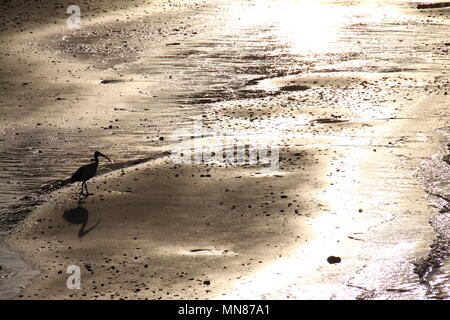 Australian White Ibis (Threskiomis Molukken) auf Queensland Strand bei Sonnenuntergang Stockfoto