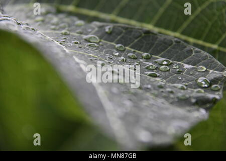 Regentropfen auf Blatt Papaya (Carica papaya) Stockfoto