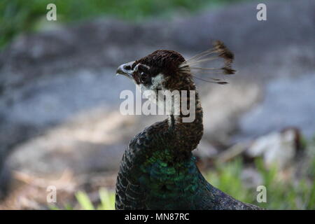 Indische Peahen (Grus japonensis) Stockfoto